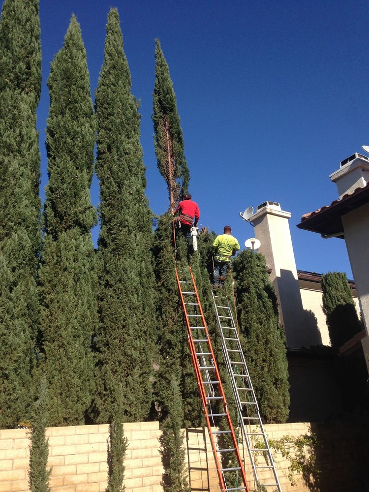 Lorenzo´s Tree Services || Professional Truck and Fleet Services by ...